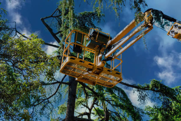 Professional Tree Services in Lake Nacimiento, CA