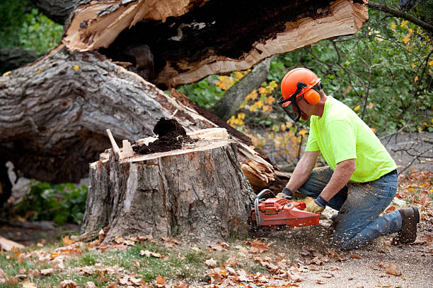 Organic Lawn Care Solutions in Lake Nacimiento, CA